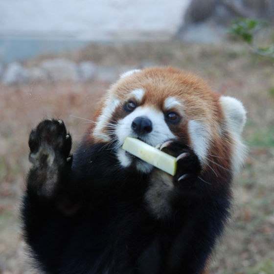 Profile image for Ollie Conlin